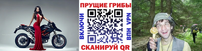 Купить  Гай  Галлюциногенные грибы ЛСД 